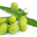 frutos medicinais do neem com galhos 50680476