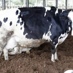vacas holandesas gado holands bovinos am 15 k7yd u2031496332513gd 1024x683agro web