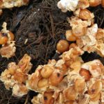 cogumelos cultivo de cogumelos dend resduos de dend 600x405